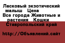 Ласковый экзотический малыш › Цена ­ 25 000 - Все города Животные и растения » Кошки   . Ставропольский край